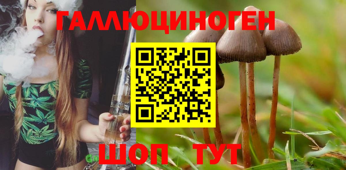 Псилоцибиновые грибы Psilocybe Соль-Илецк